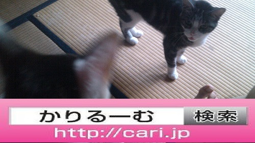 2016/08/10(13:39:56) 写真　畳に猫二匹