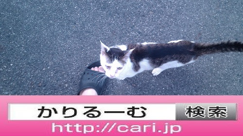 2016/08/10(14:14:36)写真　猫見上げる