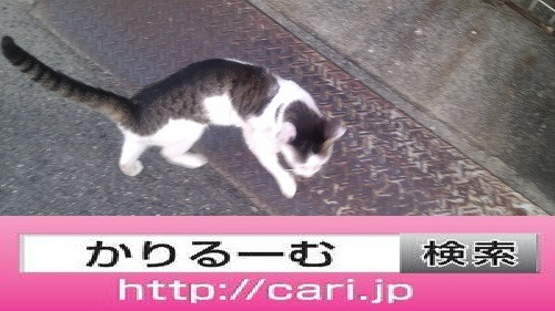 2016/08/10(13:43:52) 写真　猫H