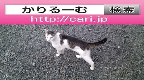2016/08/10(14:17:14)写真　猫H