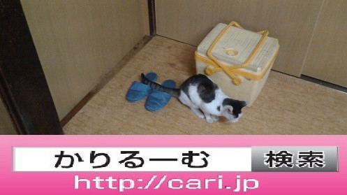 2016/08/28(14:04:40)写真　猫Hとかご