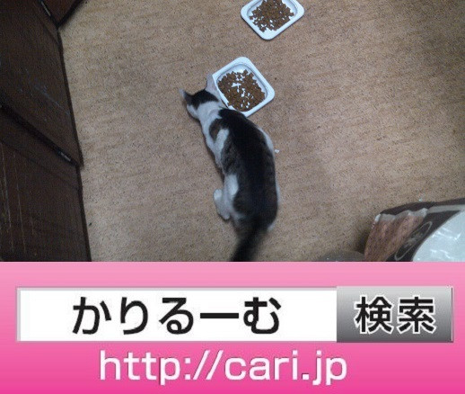 2016/09/29(19:52:19)写真　猫H