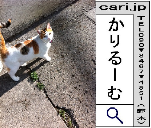 2011/06/27(08:34)A撮影写真　猫