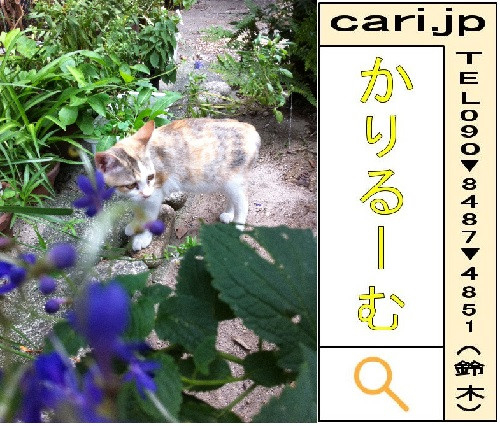 2011/09/30(09:42)A撮影写真　猫Y