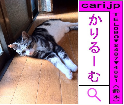 2011/07/16(07:39)A撮影写真　猫S