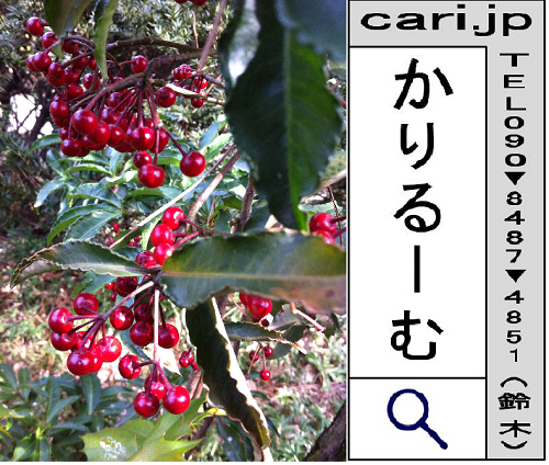 2012/02/16(12:22)撮影写真　赤い実の植物