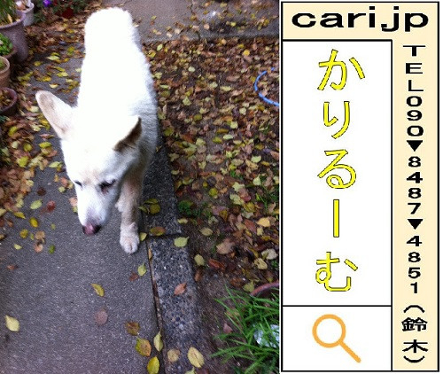 2011/12/07(08:53)撮影写真　白犬S