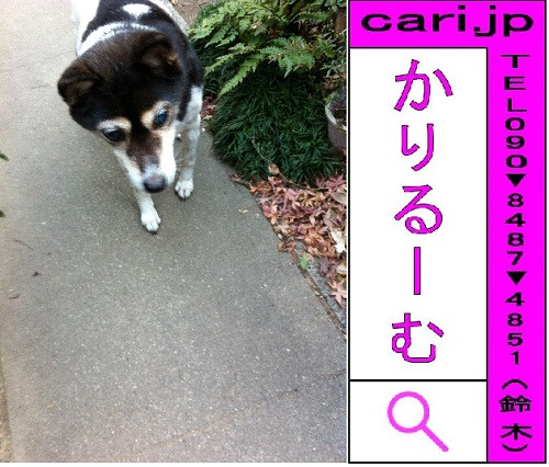 2012/01/14(16:21)撮影写真　犬M