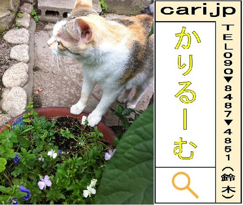 2012/6/25(16:15)撮影写真　猫Y