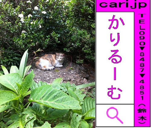 2012/06/02(16:15)撮影写真　猫Y