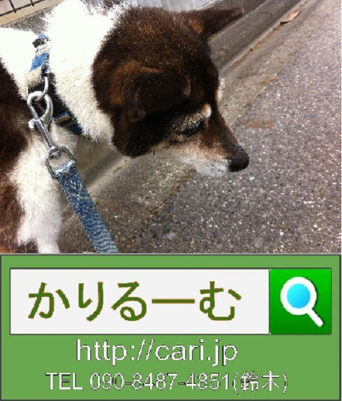 2012/05/17(12:07) 撮影写真　雌犬モモ