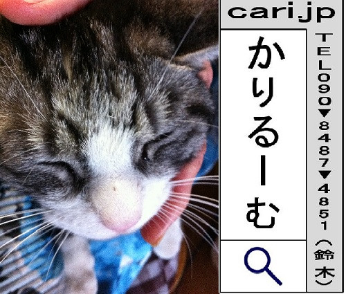 2012/02/24(15:57)撮影写真　猫S