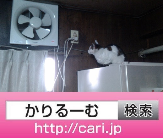 2016/09/17(13:36:30)　猫Hの写真