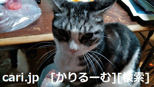 2018/12/05　猫スズ(すず)写真　KIMG0241
