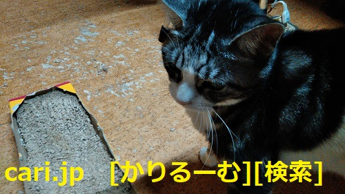 美しき数学の世界と、難問を解く楽しさとは・・ cari.jp