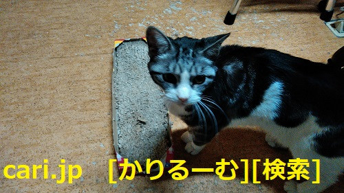 捨て猫、保護犬はちまたに溢れている。これ以上の販売は不必要