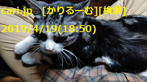 2019年4月分　鈴木社長の日誌・日記・備忘　cari.jp