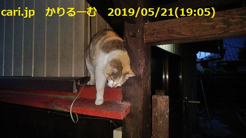 2019年5月分 広報・記事等 かりるーむ cari.jp