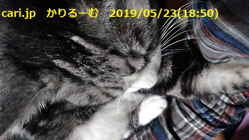 2019年5月分 鈴木社長の日誌・日記・備忘 cari.jp