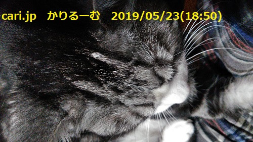 youtube動画、ハムハムTⅤの動物虐待問題について