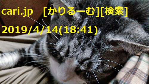 2019/04/14(18:41)猫写真　cari.jp