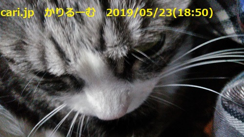 二階建てバス　保護猫カフェひだまり号　cari.jp