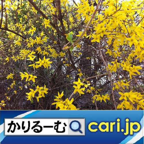 クリスマスミサを経験してみたい。　cari.jp