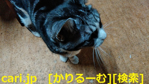 2018年12月24日猫すず(スズ)の写真 cari.jp