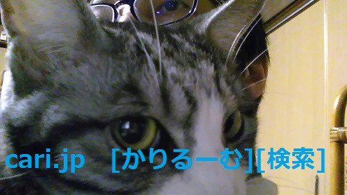 2018年12月28日猫スズ(すず)の写真 cari.jp