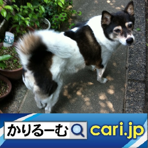 カードゲーム!オススメ3選! cari.jp