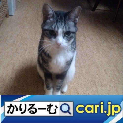 国交省が推奨している「トラガール」とは!? cari.jp