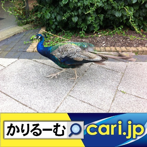 【踊ってみた♪】の動画投稿が再びブーム　cari.jp