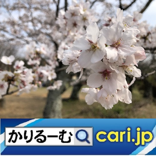 非常事態の下でとりあえず思うこと。　cari.jp