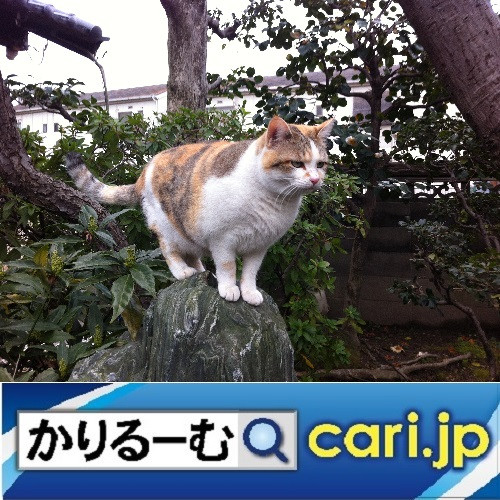 うちで踊ろう! 星野源さんとのコラボ動画 cari.jp