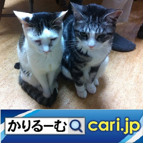 3密(密閉、密集、密接)の回避 店が変わった cari.jp