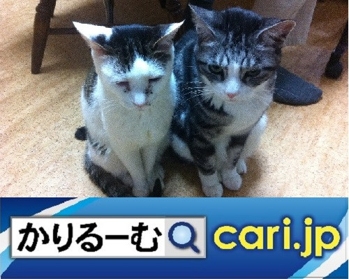 2020年8月分 広報・記事等 cari.jp