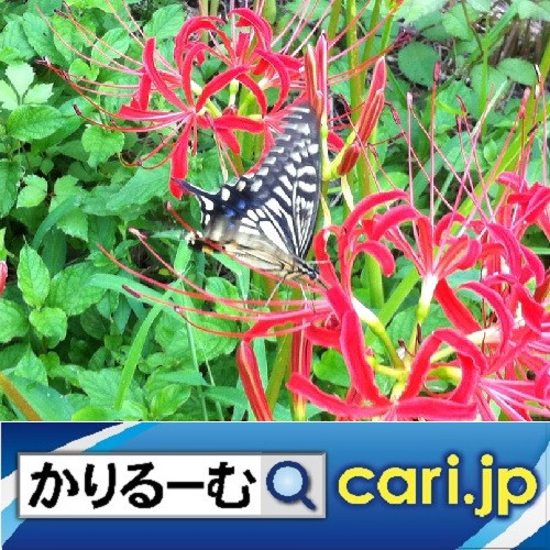 おすすめしたい本 寄り添うツイッター~・・・つながる作法