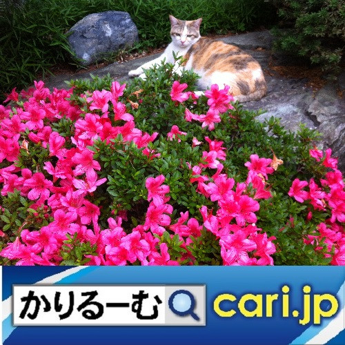 キャラカフェ(コラボカフェ)が全国各地で期間限定オープン!