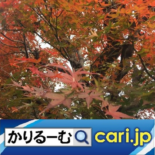 債務整理!それって新型コロナウイルス感染症の影響では?