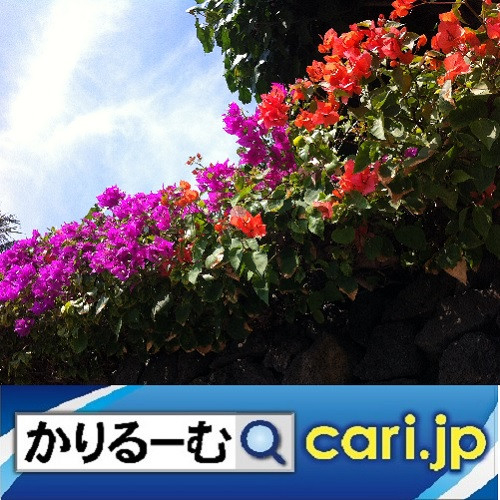 ハリーポッター同窓会 ハリポタファンなら泣いて喜ぶ記念特番!