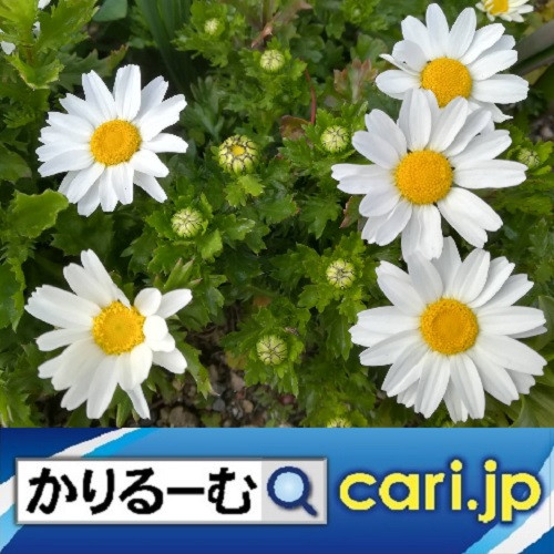 人気再び!現役世界チャンプが8人もいる日本のボクシング界!