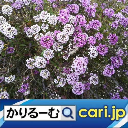 【アウェアネス・リボン】 世界で日本で広がるリボン運動!