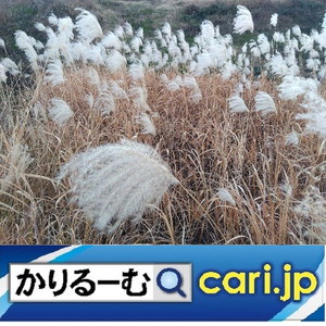 202515susuki250522w500x500 202515susuki250522w500x500