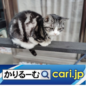 202513cat250522w500x500 202513cat250522w500x500