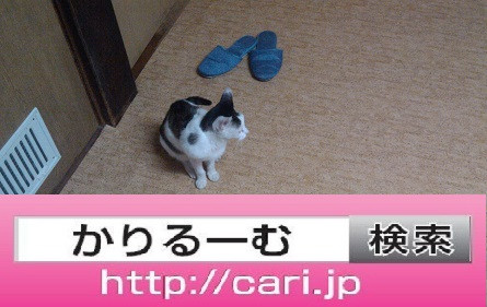 2016/08/30(13:51:10)写真　猫とスリッパ