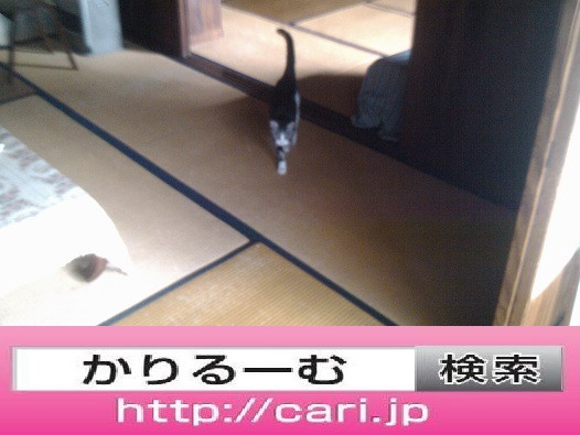 2016/09/11(10:04:403) 猫S写真 民家屋内畳部屋