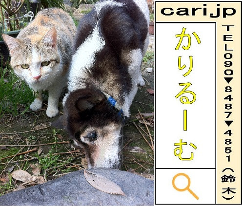 2012/03/13(09:54)撮影写真　猫Y・犬M