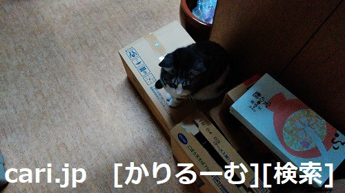 2018/12/04写真　猫スズ(すず)段ボールに座っている