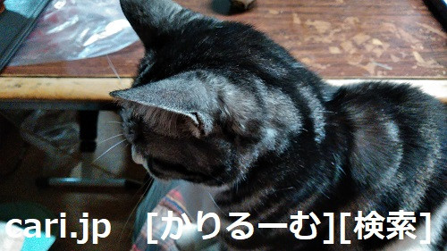2018/12/05写真　猫スズ(すず)　KIMG0239