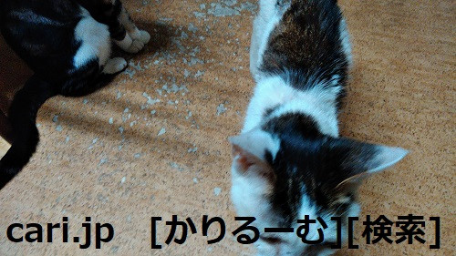 2018/12/01猫スズとハナの写真1812011944